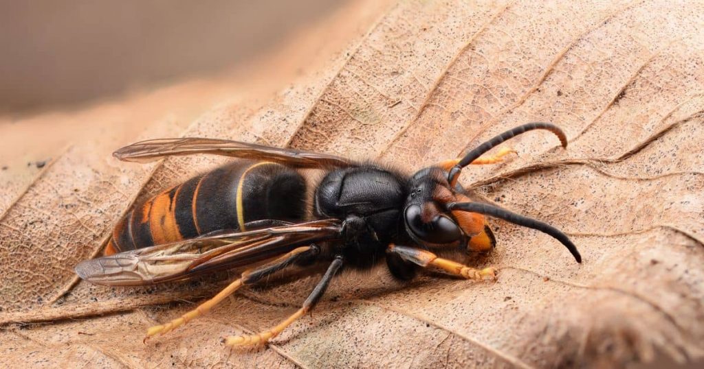guêpes et frelons au mois de novembre en Ariège, haute garonne et pyrénées atlantiques